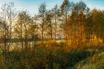 Sunset near the Narew River in nature