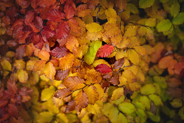 Hojas de haya de viarios colores en otoño