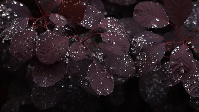 Rain Falling on Cotinus Coggygria / Smoke Tree Leaves