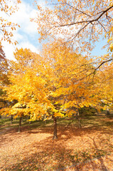 Naklejka premium autumn in the park