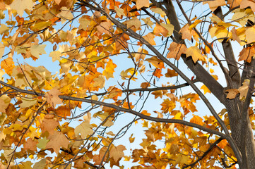 autumn leaves against blue sky