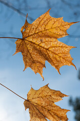 autumn leaves on blue