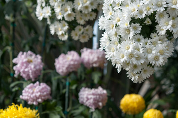 bouquet of chrysanthemums at the conservatory