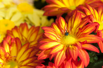 fly and chrysanthemums
