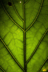 green leaf texture