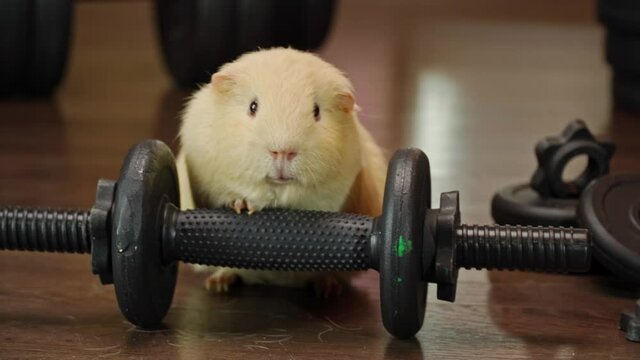 The guinea pig is exercising in the gym.
