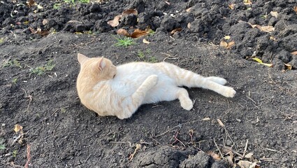 white and red cat lying on the ground 
