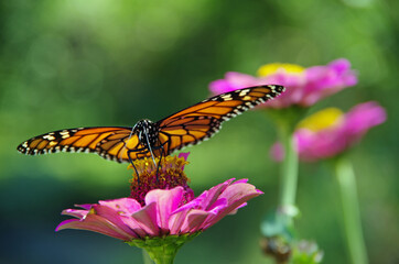 Fototapeta na wymiar Monarch butterfly on wild flower