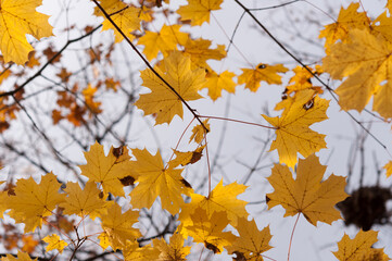 autumn maple leaves