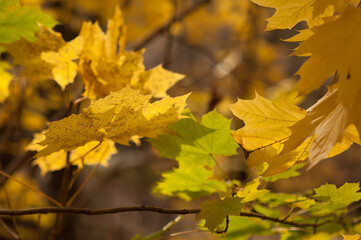 Naklejka na ściany i meble yellow maple leaves