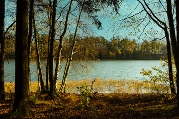 Autumn landscape with a forest and a lake. Sunny day, on the shores of the lake there are deciduous trees and reeds in the water. 