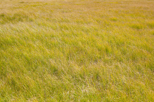 Wild grass field