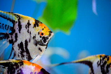 Close-up of angelfish is swimming in aquarium fish tank