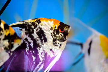 Close-up of angelfish is swimming in aquarium fish tank