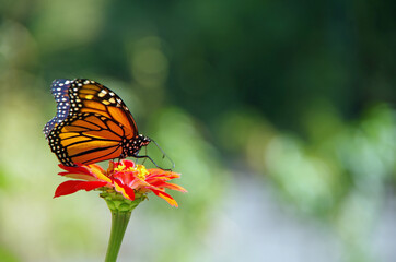 Monarch butterfly on wild flower