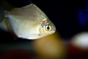 Silver dollar fish swim in a fresh water against black background in aquarium