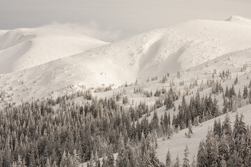 Panorama of white mountains and forest in winter time. Snowy hills with woodland in winter with copy space.