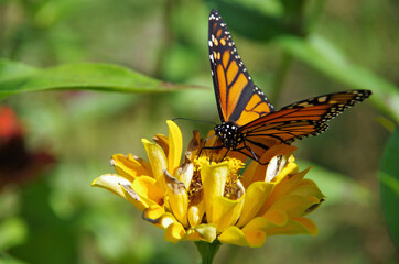 Monarch butterfly on wild flower
