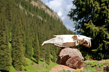 Kyrgyzstan mountains