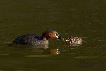 池のカイツブリ親子