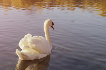 Swan on lake water in sunny day, swans on pond
