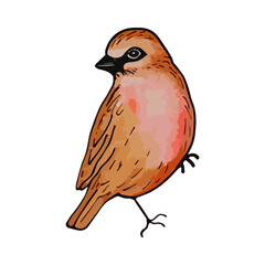 Watercolor birds Hand-painted illustration isolated on a white background