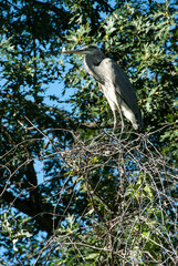 great blue heron