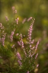 kwitnące kwiaty wrzosu w lesie