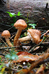 mushrooms (common hallimash) in the forest