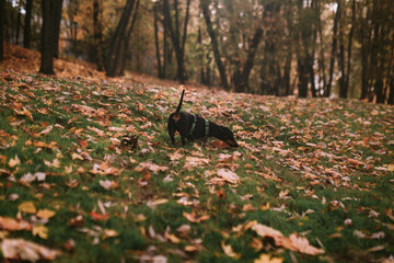 Dog walking in the park