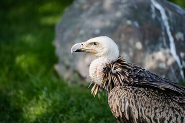 Vulture with white head and brown plumage looks angry