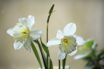 Fototapeta na wymiar A White Narcissus. High quality photo