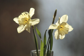  A White Narcissus. High quality photo