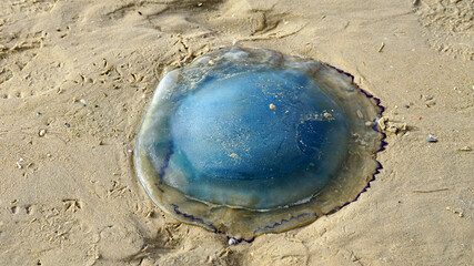 Blaue Nesselqualle