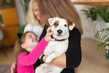 Woman holding Jack Russell terrier dog on hands. Pet and dogs concept