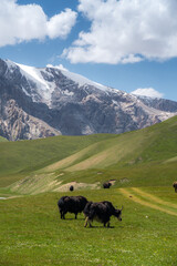 Yaks graze in alpine meadows at an altitude of 3300m above sea level. And behind these rocky mountains is our main goal, the path to the lake.