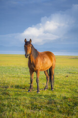 A horse that looks with an interesting gaze, on the shore of the high-mountainous lake Son-Kul.