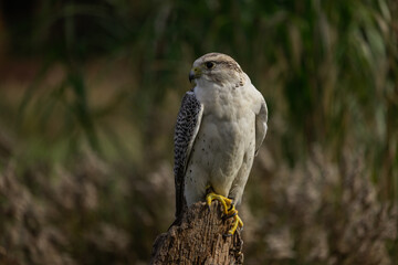 Birds of prey in the forest