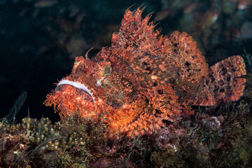 Großer Drachenkopf im Wrack