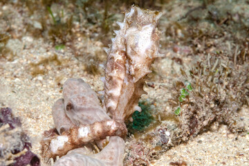 Seepferd bei starker Strömung