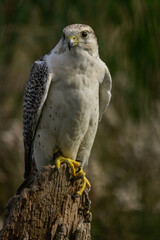 Birds of prey in the forest