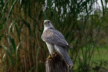 Birds of prey in the forest