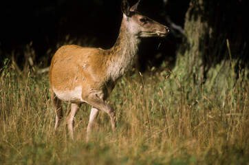 Cerf élaphe, biche, cervus elaphus