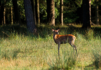 Cerf élaphe, Faon, cervus elaphus