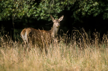Cerf élaphe, biche, cervus elaphus