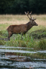 Cerf élaphe, brame, cerf, cervus elaphus