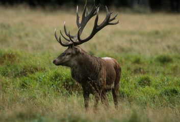 Cerf élaphe, brame, cerf, cervus elaphus