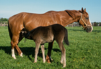 Fototapeta premium Cheval, race Selle français, femelle et poulin