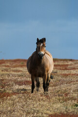 Cheval, Iles Falkland, Malouines