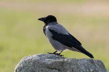 Corneille mantelée,.Corvus cornix, Hooded Crow